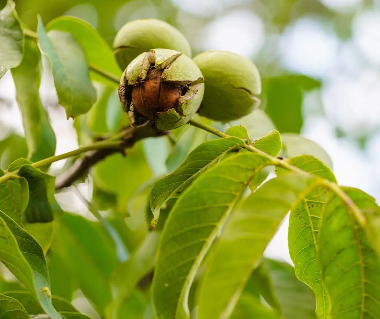 Bron: Vakblad Voedingsindustrie 2025