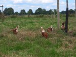 Zomeravondwandeling in de Zandse Notengaard in Huissen